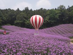-大塘金香草谷