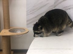 -浣熊柯尔鸭土拨鼠·电玩咖