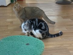 -COLOR PETS 撸猫馆·购猫·猫咖(长风大悦城店)