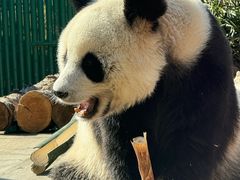 -大连森林动物园