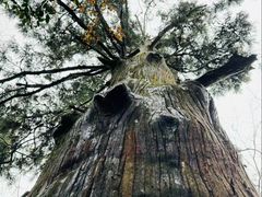 -天目山大树王景区