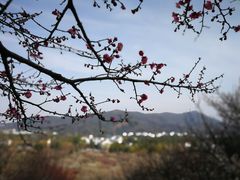 -香雪海