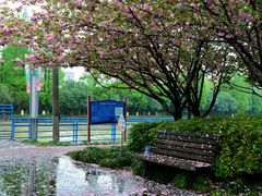 -高东镇樱花园