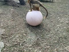 -大连森林动物园