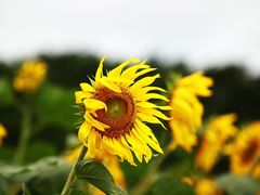psb&nbsp;(3)-东部华侨城