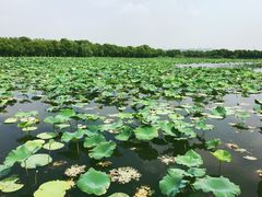 -荷塘月色湿地公园·向阳花洲