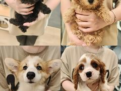 -有喵·猫咖·狗咖·30几只猫10只小狗(岗厦店)