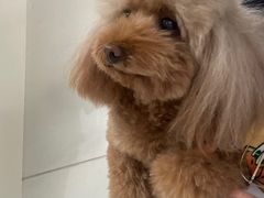 -康旭宠物医院(郑州总院)