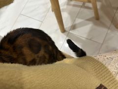 -楼上猫咖(罗湖店)