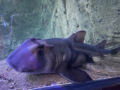 -悉尼海洋生物水族馆