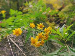 -秦岭终南山世界地质公园翠华山景区