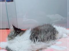 -babydoll猫舍·米努特·德文·缅因(久光中心店)