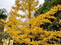 -少华山国家森林公园