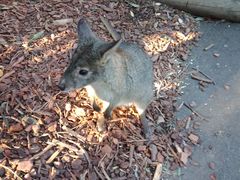 -费瑟代尔野生动物园