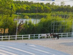 -上海崇明金茂凯悦酒店