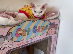 -猫腻·猫咖·撸猫馆(星光大道店)