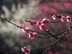 -杭州植物园