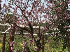 -南汇桃花村