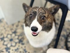 -Let's go狗咖·猫咖·奶狗·桌游(春熙路IFS店)