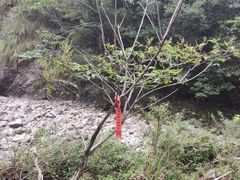 -楠溪江风景名胜区