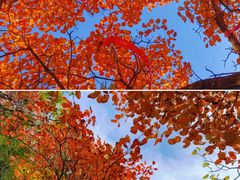 -秦岭终南山世界地质公园翠华山景区