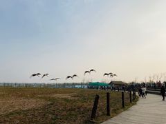 -盐城丹顶鹤湿地生态旅游区