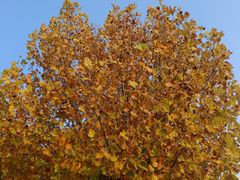 -天津东丽湖风景区