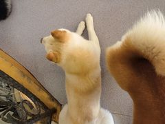 -喜柴咖啡·柴犬狗咖