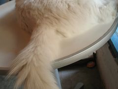 -Babycat私家御饼屋(龙头路一店)