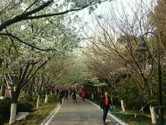 -金鸡湖桃花岛