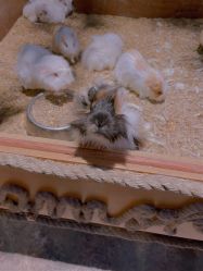 -酷嗒动物文化乐园(cutezoo西溪乐天城店)