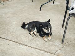 -柴犬高等学院·狗咖·柴犬售卖·宠物训练