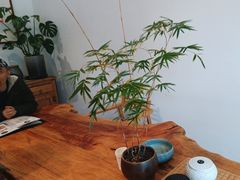 -往来·竹里.宝宝宴.生日宴.团建.宴席(花乡农居店)