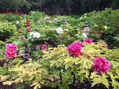 iphone_upload_pic-景山公园