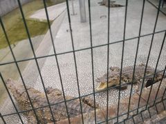 -中国扬子鳄村
