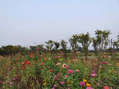 -合肥滨湖国家森林公园