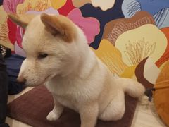-喜柴咖啡·柴犬狗咖