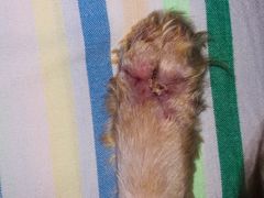 -萌兽医馆·犬猫专科·眼科中心·宠物医院(朝阳门分院)