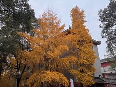 -四川大学(华西校区)