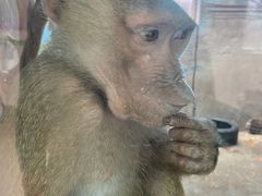 -青藏高原野生动物园