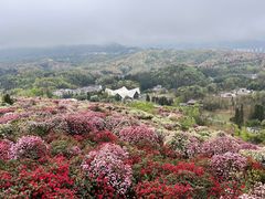-贵州百里杜鹃风景名胜区