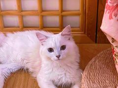 -猫にゃん · 猫的隐藏屋猫咖(麦地旗舰店)