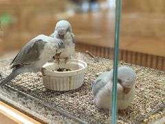 -帕帕拉兹宠物(亚洲旗舰店)