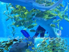 -太平洋海底世界