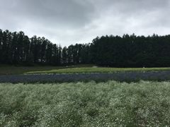 -富田农场