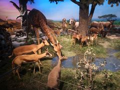 -国家自然博物馆