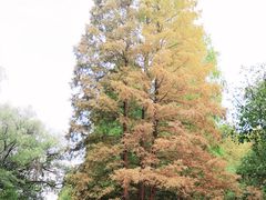 -上海共青森林公园