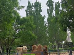 -长白岛森林公园