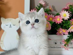 -小猫来了·猫舍(红山六九七九店)