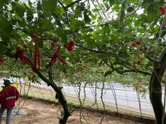 -庞各庄翠芳园西瓜蔬菜基地采摘园